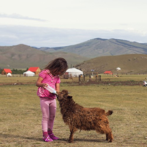 ORGANIC CASHMERE FROM MONGOLIA